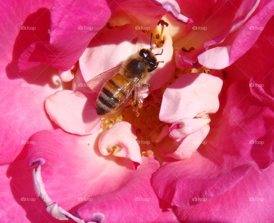 Bee