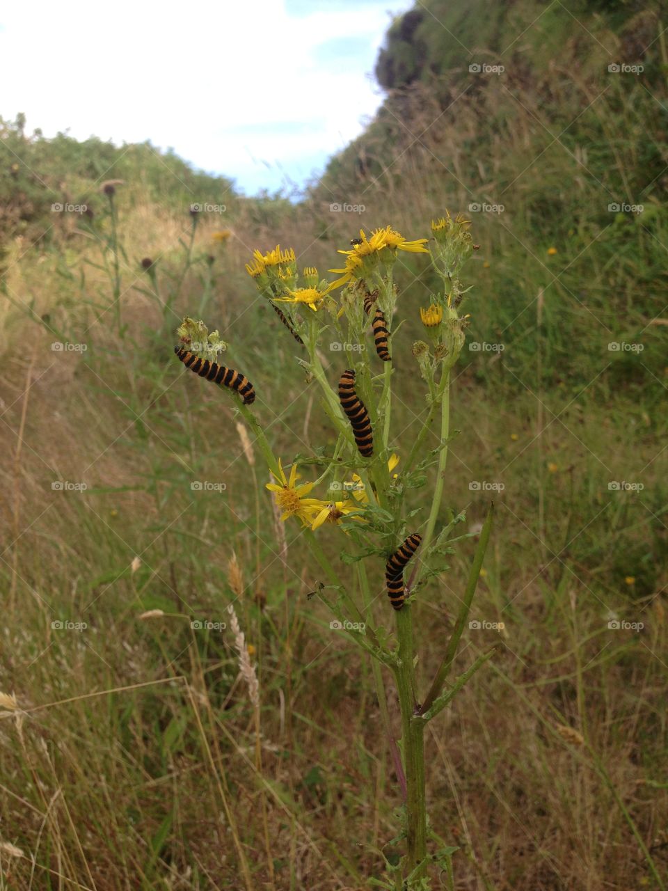Four black and yellow striped caterpillars  eating their favorite yellow flower. 