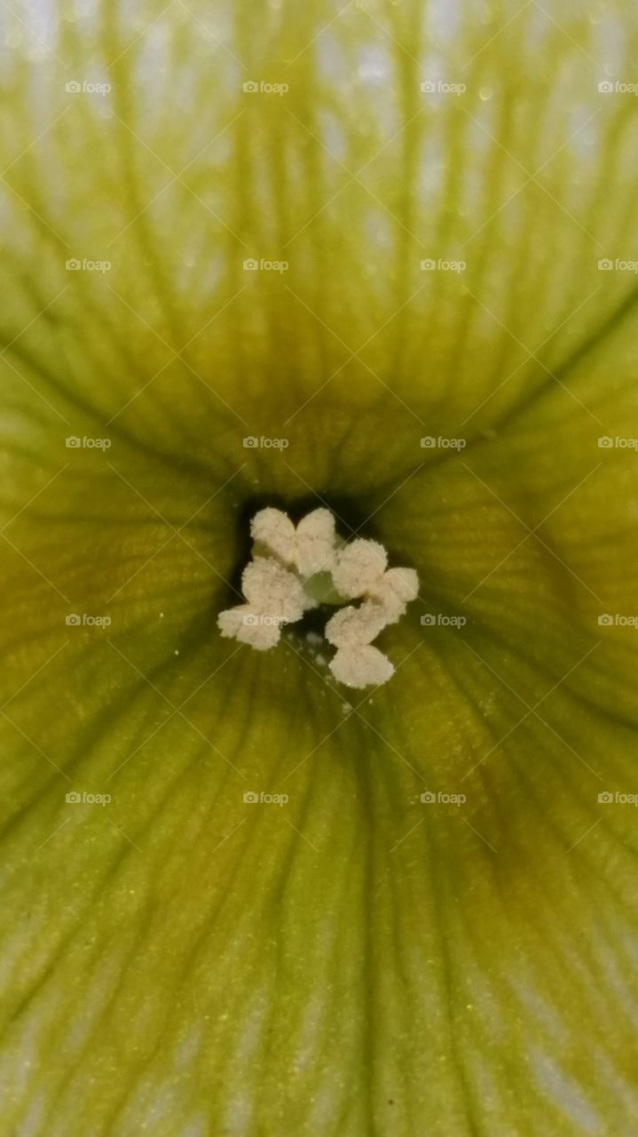 Green variegated lines in Flower