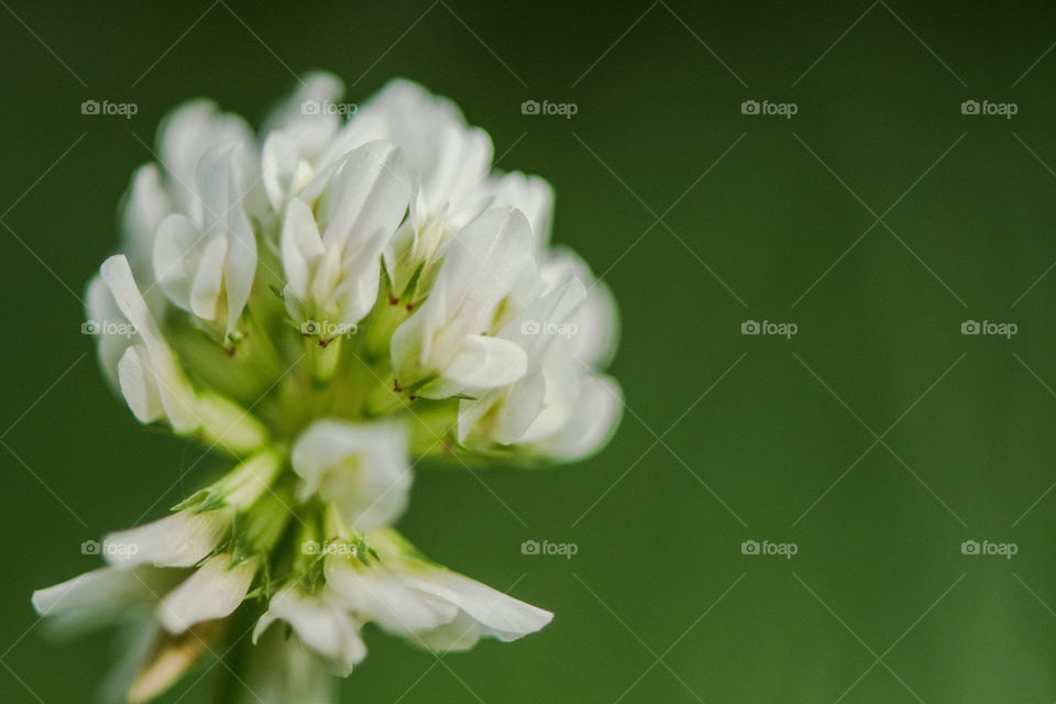 White and green wildflower