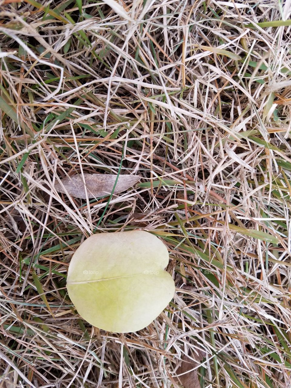 Leaf in the grass