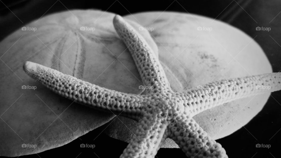 Starfish, No Person, Invertebrate, Sea, Nature