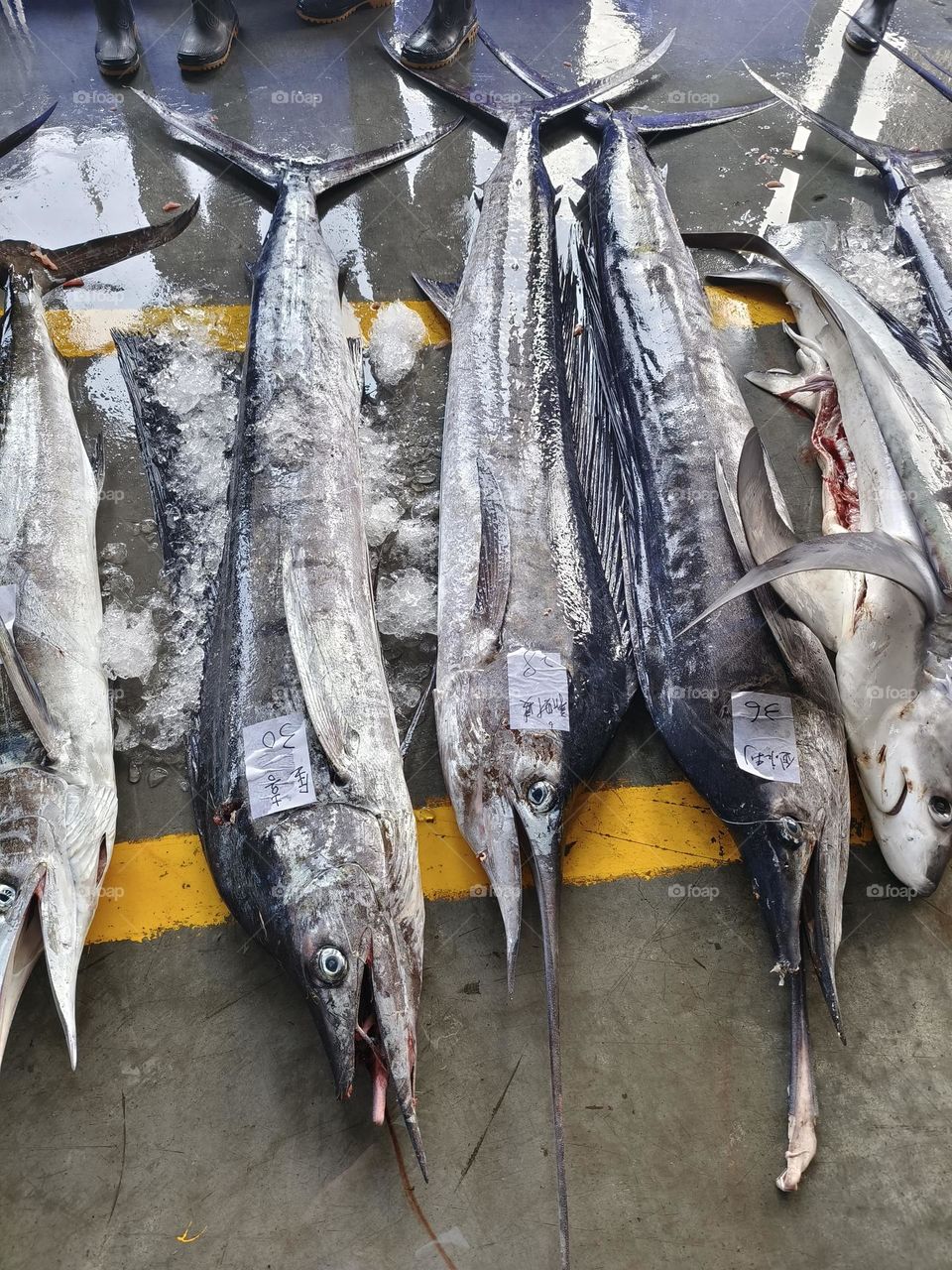 Fish market in the city