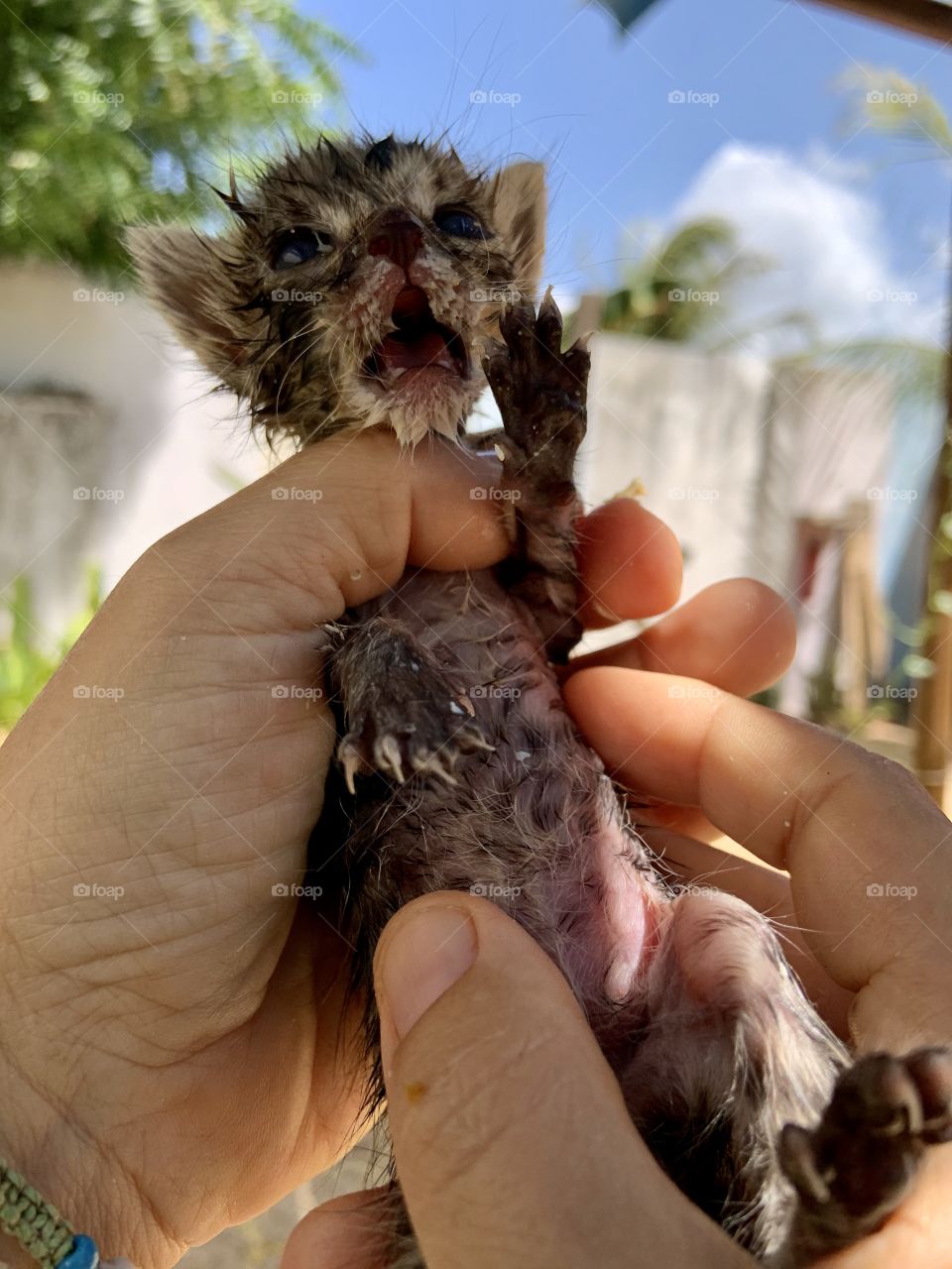 Kitten shouted helping 