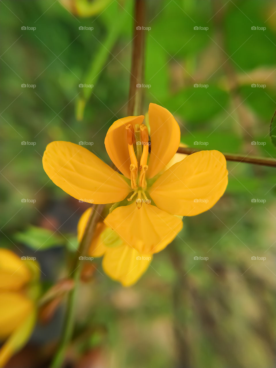 This is a beautiful yellow senna tree flower