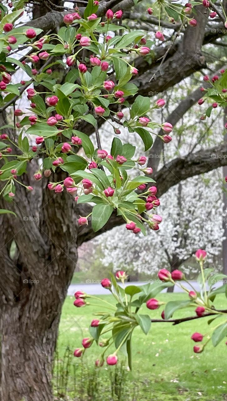 A vibrant spring scene: the front tree's bold pink buds wait to bloom, contrasting the background’s white-blossomed tree. Fresh rain clings to lush green leaves and grass, adding shimmer and depth to the colorful landscape.