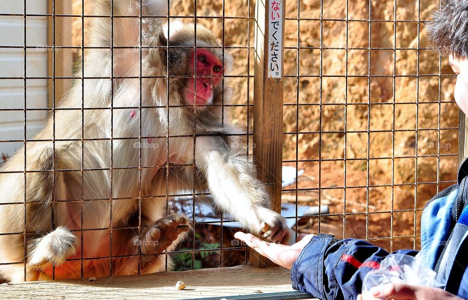 feeding a monkey