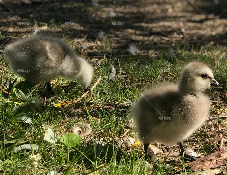 Goslings