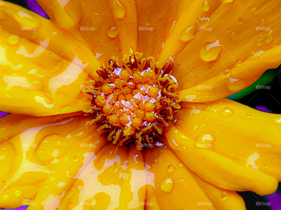 A golden yellow flower after a Spring shower