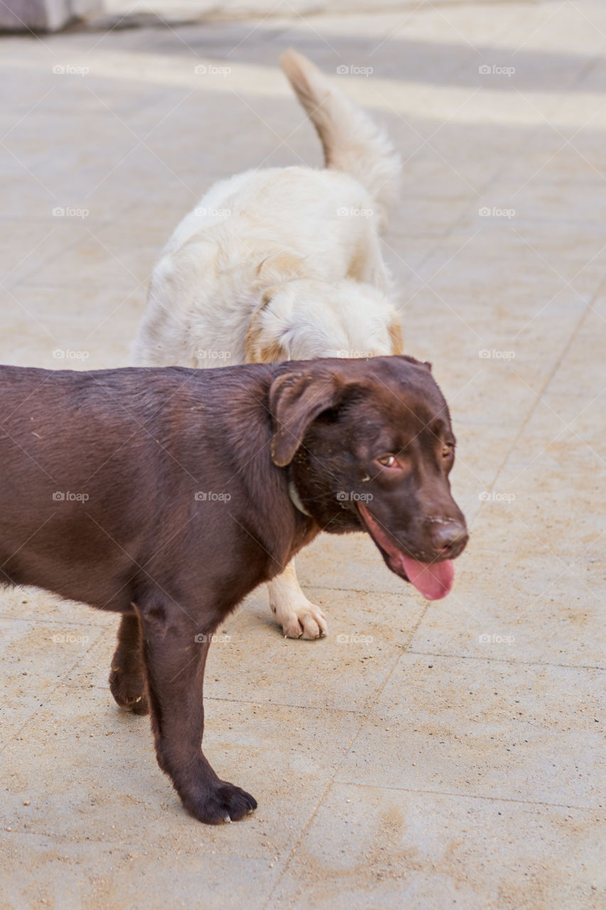 Labrador & Golden playing 