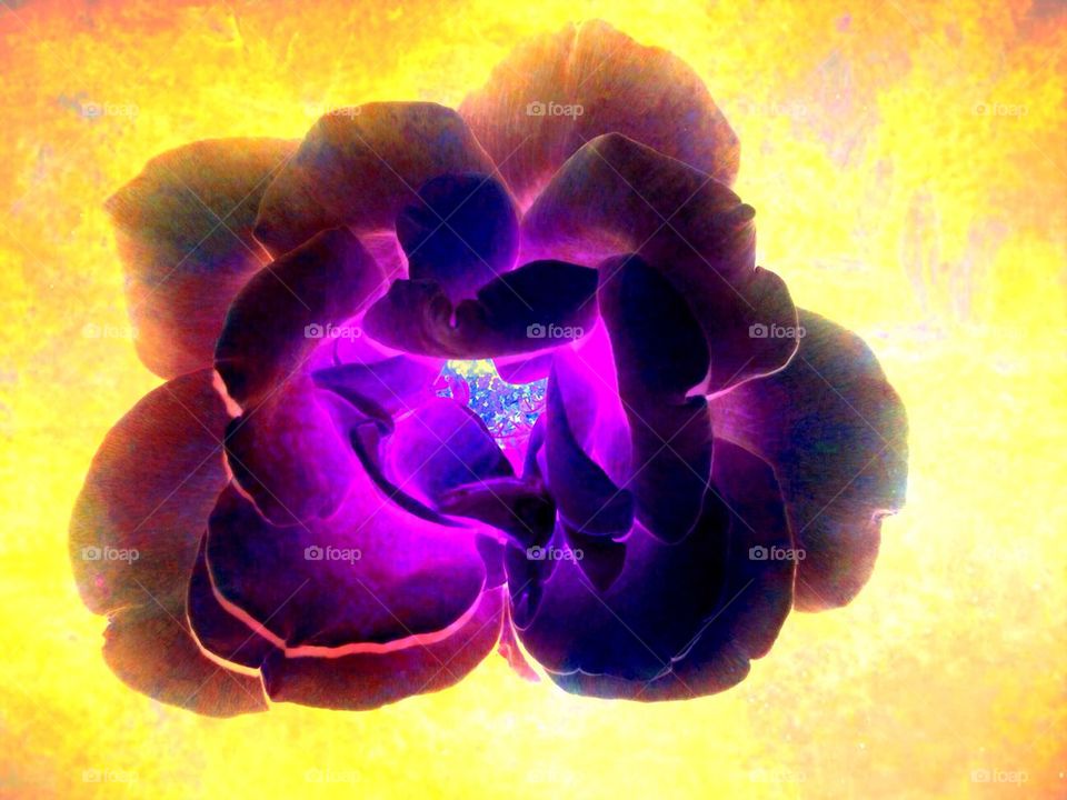 Violet rose on yellow