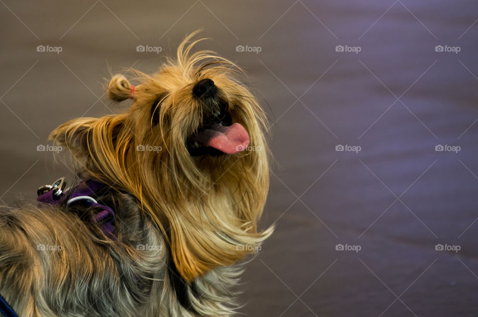 My dog is in a naughty moment and smile with dog leash. (yorkshire terrier) 