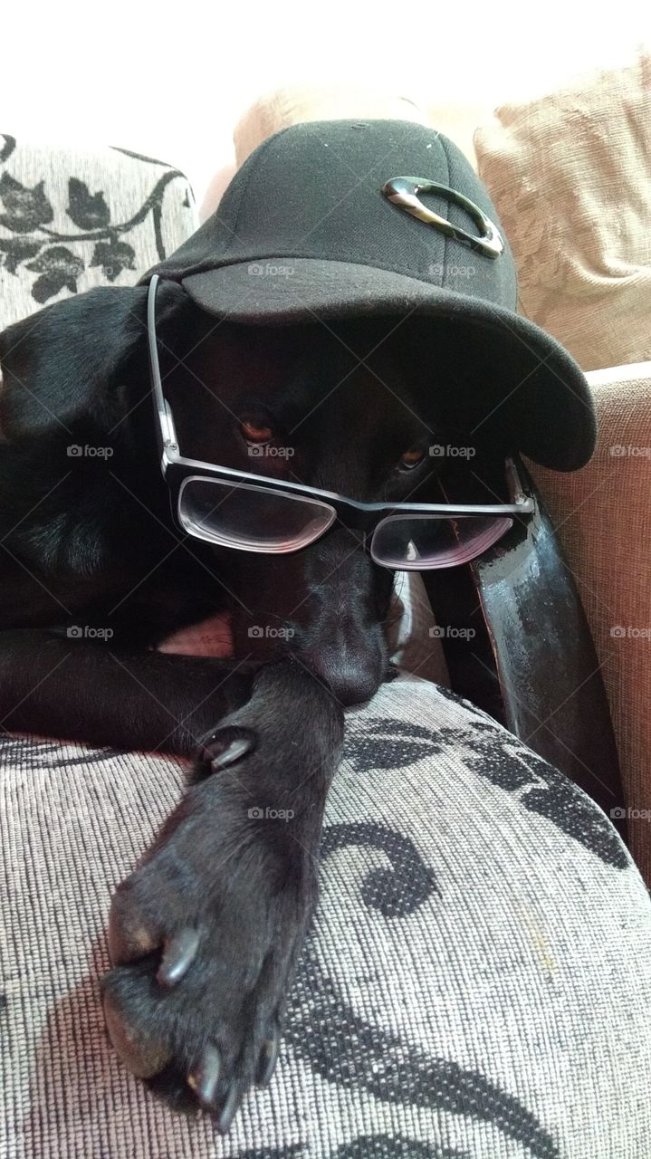 dog de óculos