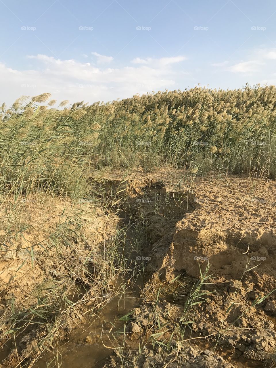 Fayoum- wadi hytan-oasis-Egypt
