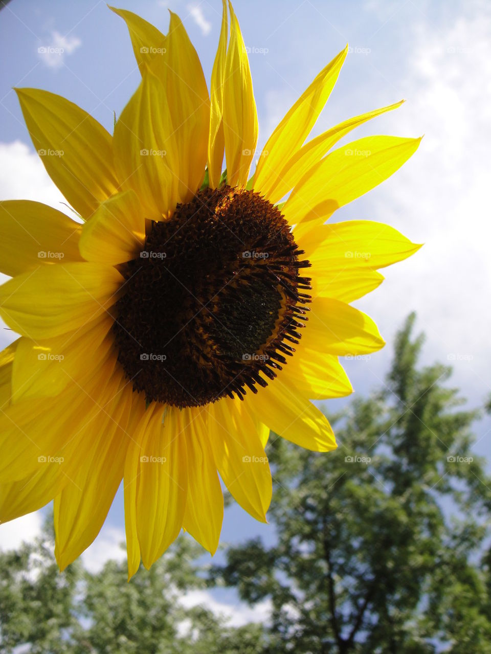 sunflower