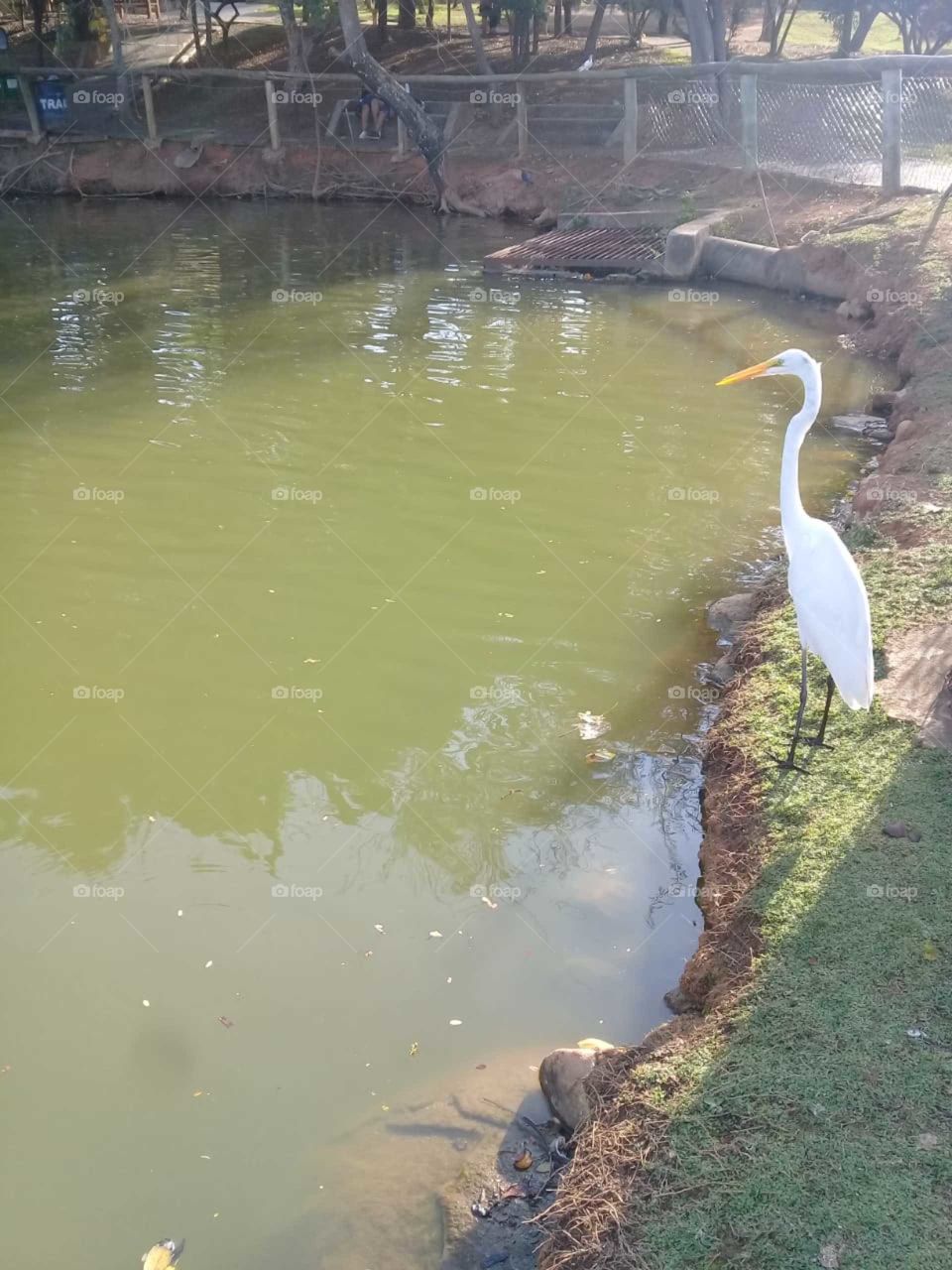 O amanhecer caipira da Terra da Uva. A foto de hoje é da garça tomando o sol da manhã no Parque Botânico Eloy Chaves. 