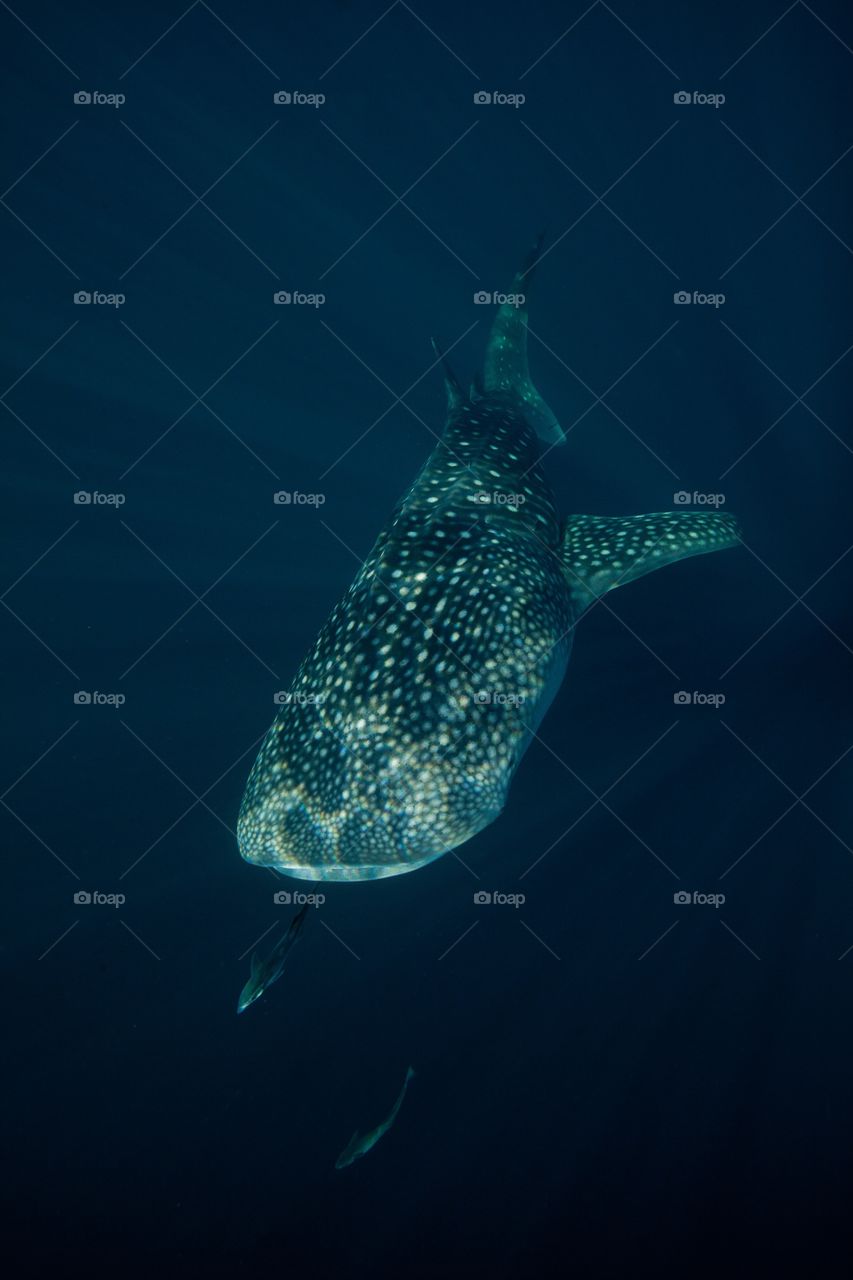 Whale shark underwater. Cederawasih bay in west Papua