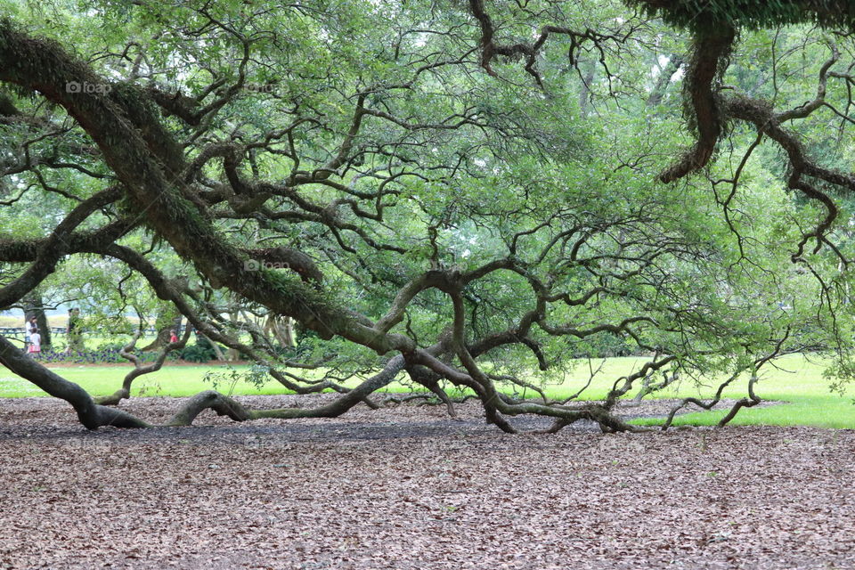 300 year old Oak trees on Oak Plantation in Louisiana.