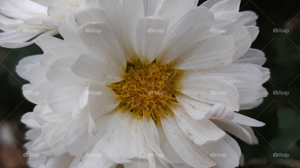 The best flower close up
