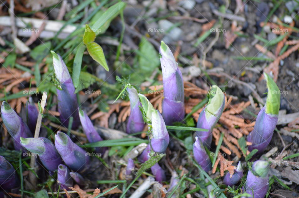 Young Hostos plants in Spring