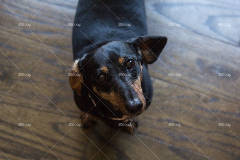 A lovely dachshund puppy