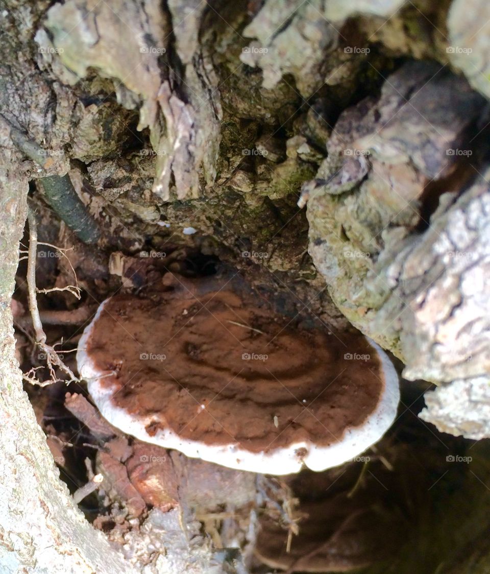 Mushroom in a Hollow Tree