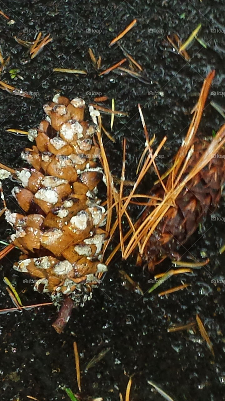 pinecones