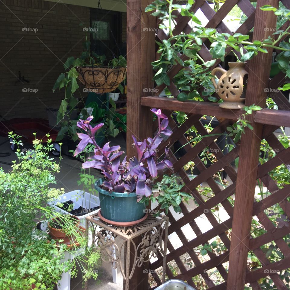 Trellis and plants on the patio