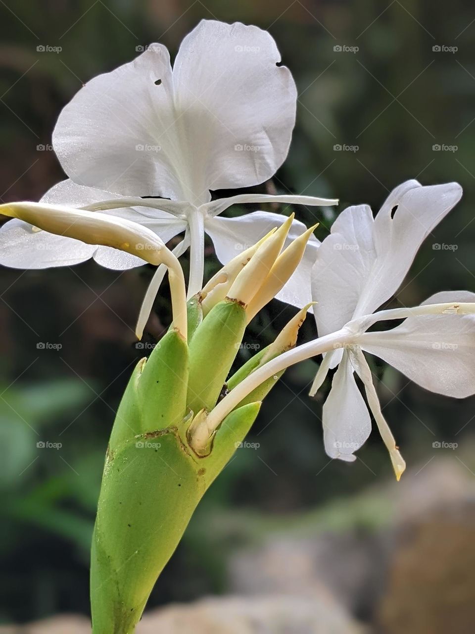 white ginger lily