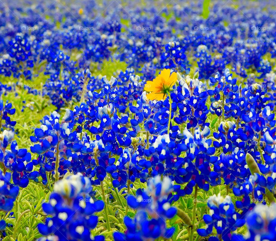 Blue Bonnets with yellow flower