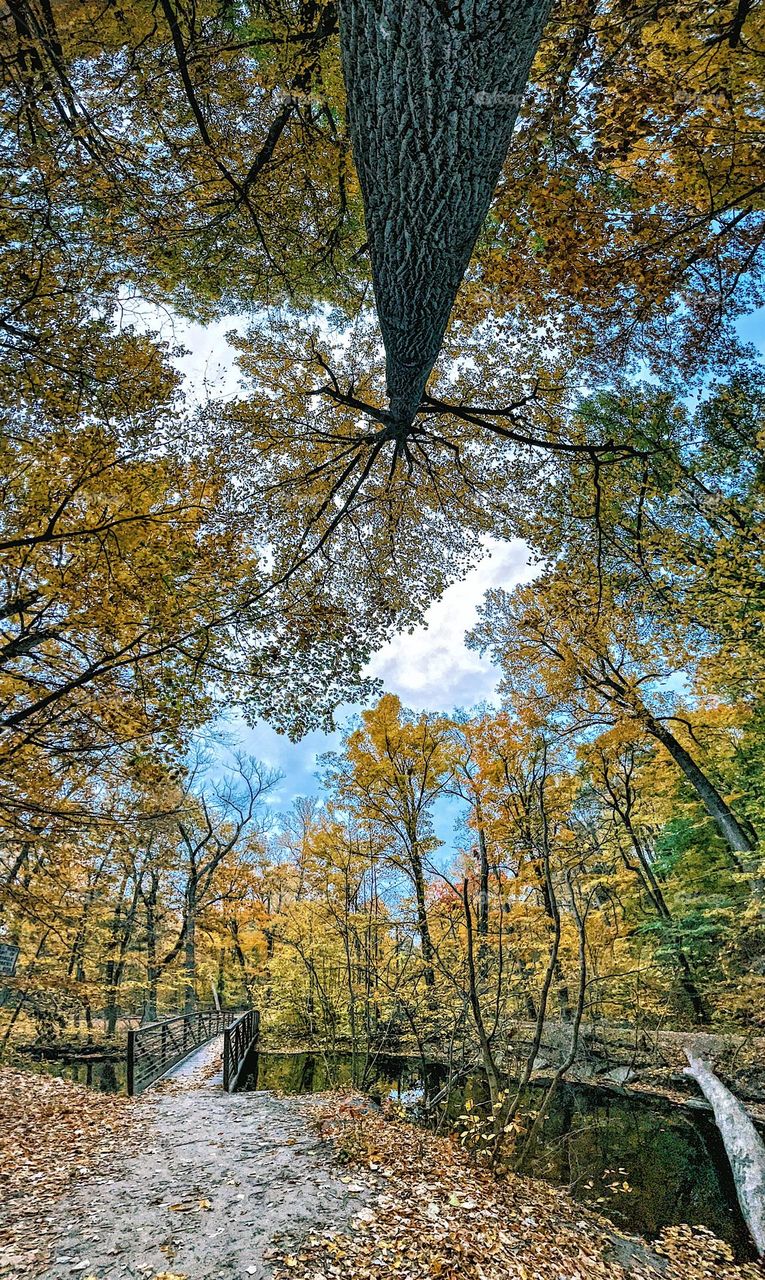 Looking up into a forest of yellow trees, autumnal view of the woods from the ground, view from the ground up, Michigan woods in fall, yellow leaves in the forest, surrounded by yellow 