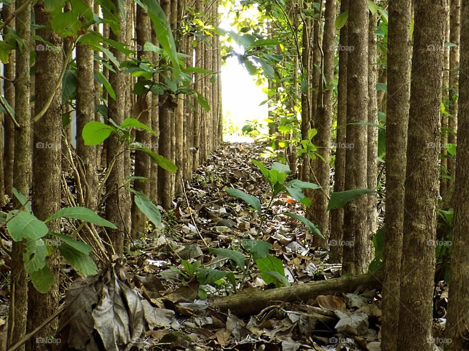 Trees in the middle of the forest