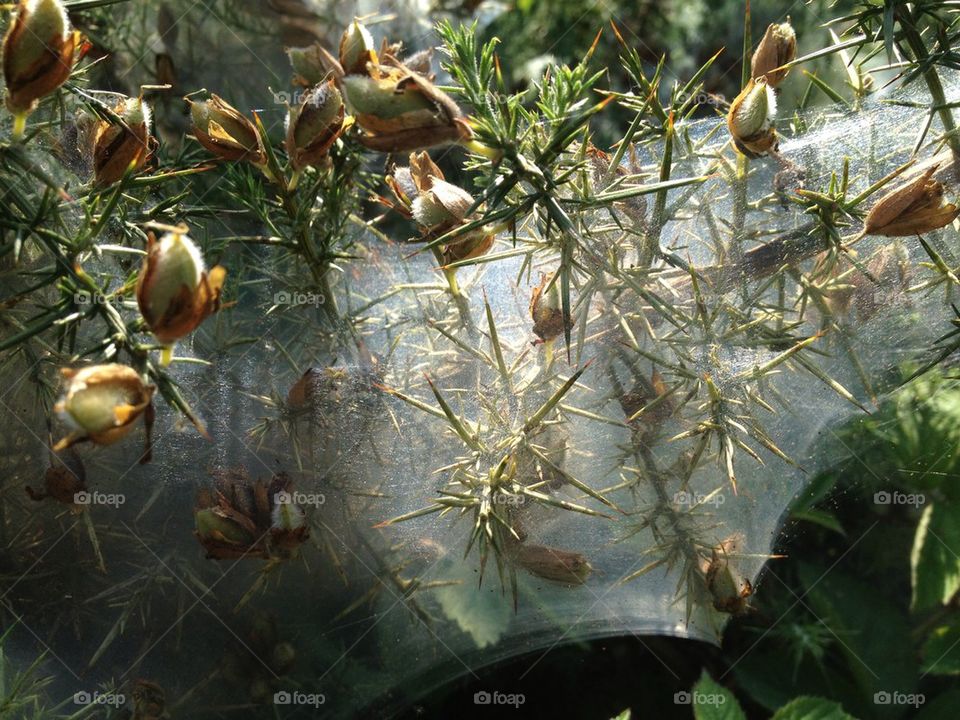 bushes greenery cobwebs thorny by chippy2809
