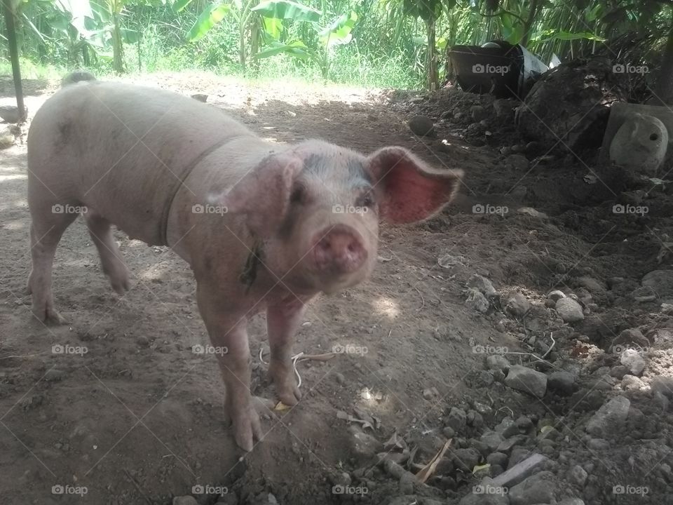 Mammal, No Person, Sow, Agriculture, Piglet