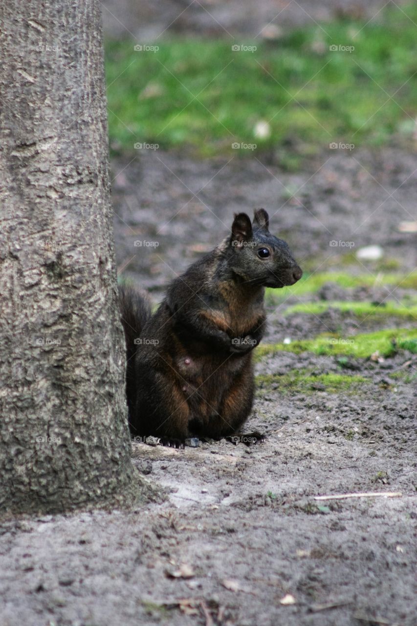 Close-up of a squirrel