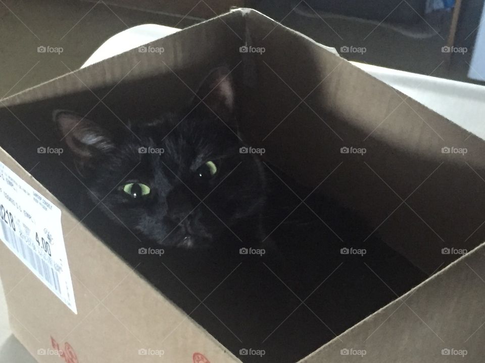 Funny cat in a box at home cute stupid 