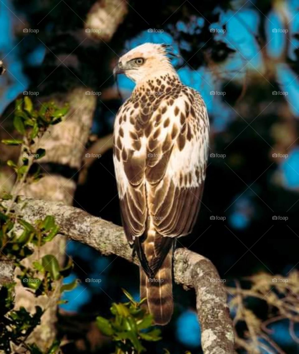 Series of Birds Pictures