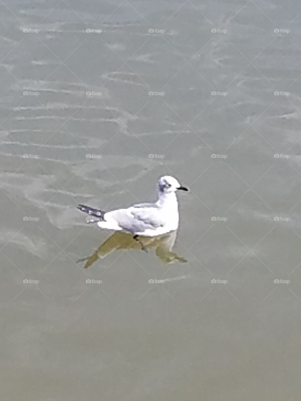 Seagull