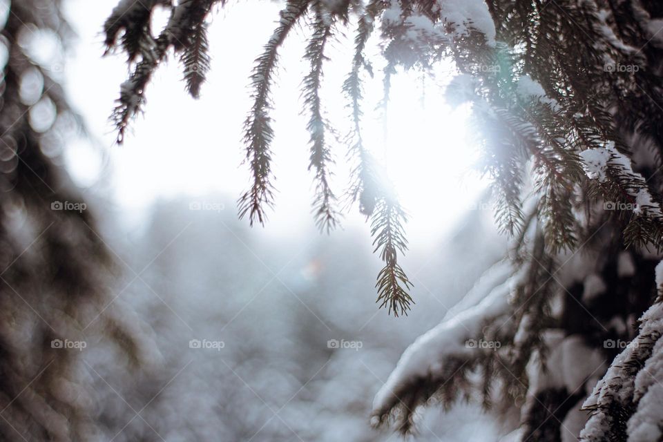 sun peaking thru snowy tree in the mountains