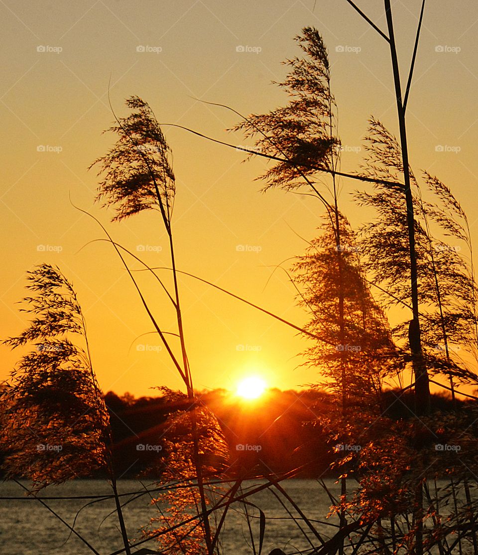 Sun-rays through the tall grass