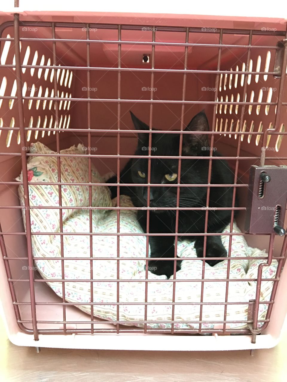 At the Vet doctor appointment, waiting to be called. Velvet, my black cat, is scared but she's safe in her carrier with me.