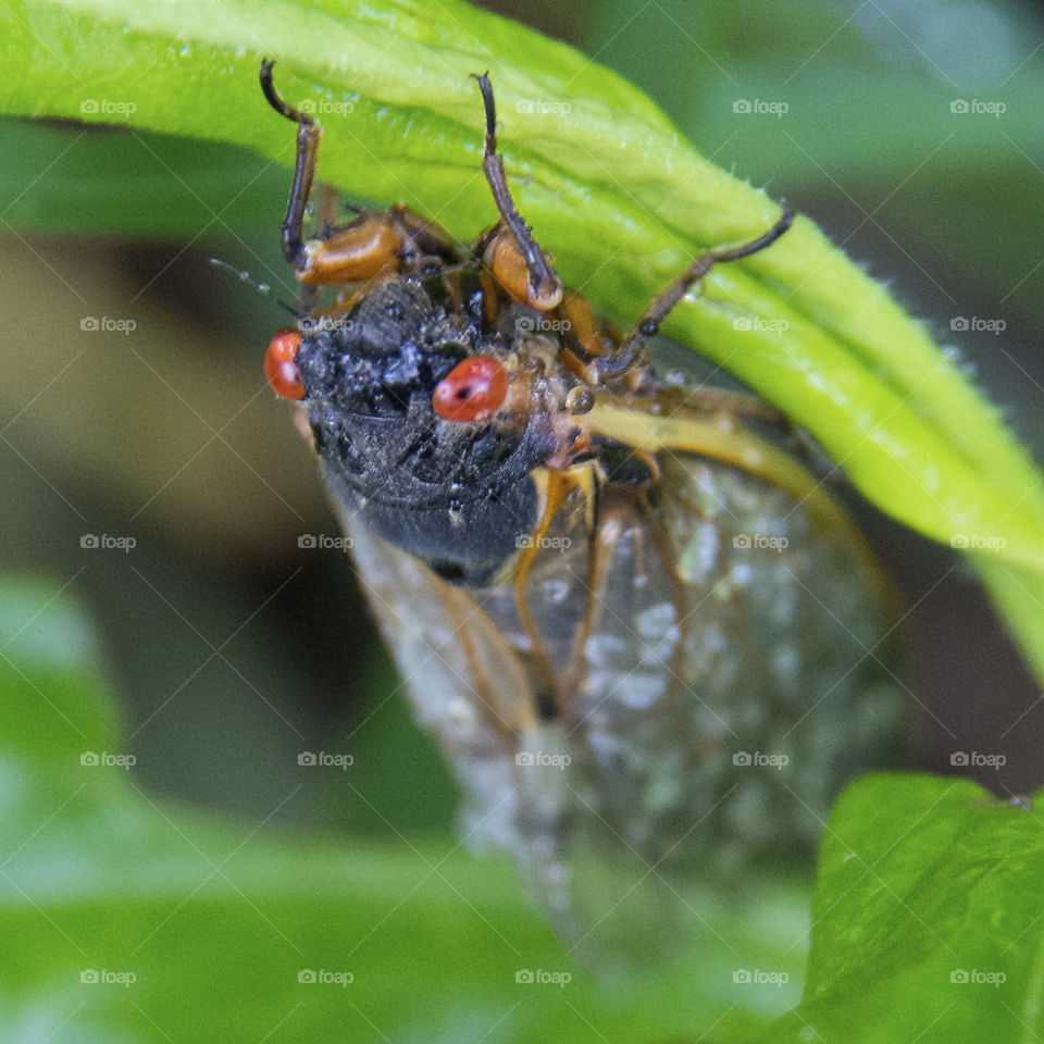 Seventeen year cicada on the under side of a leaf 