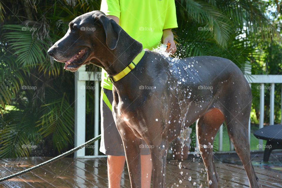 Puppy wash