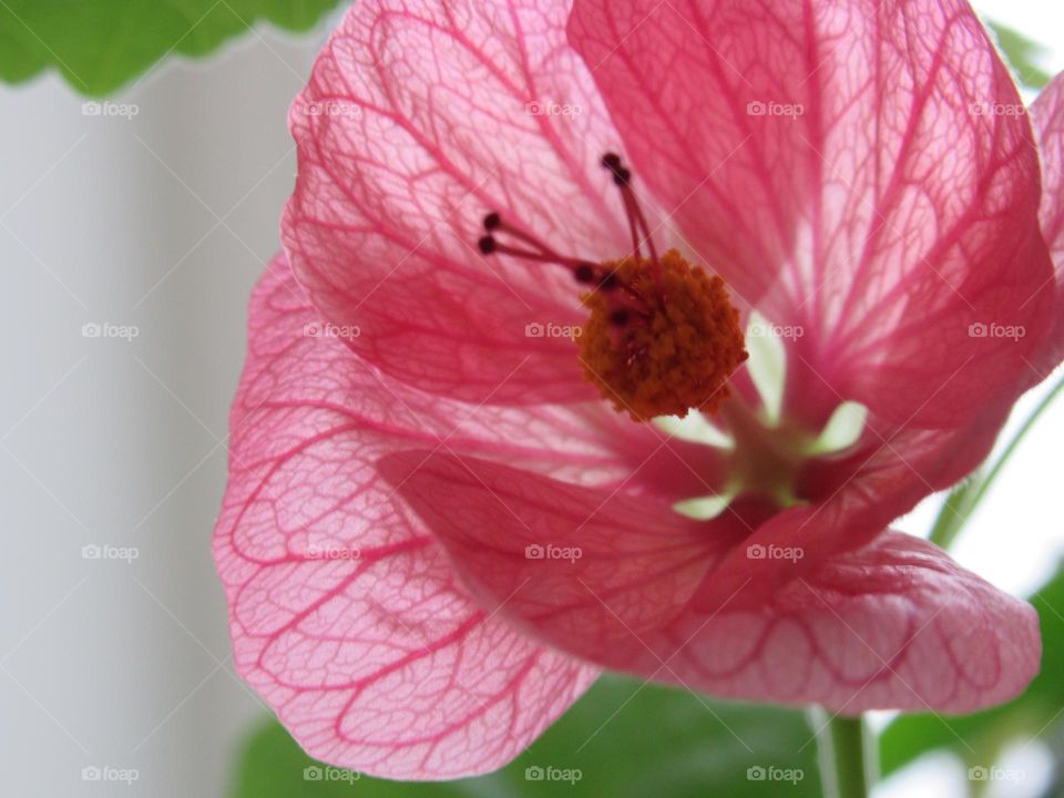 Abutilon (indoor maple)