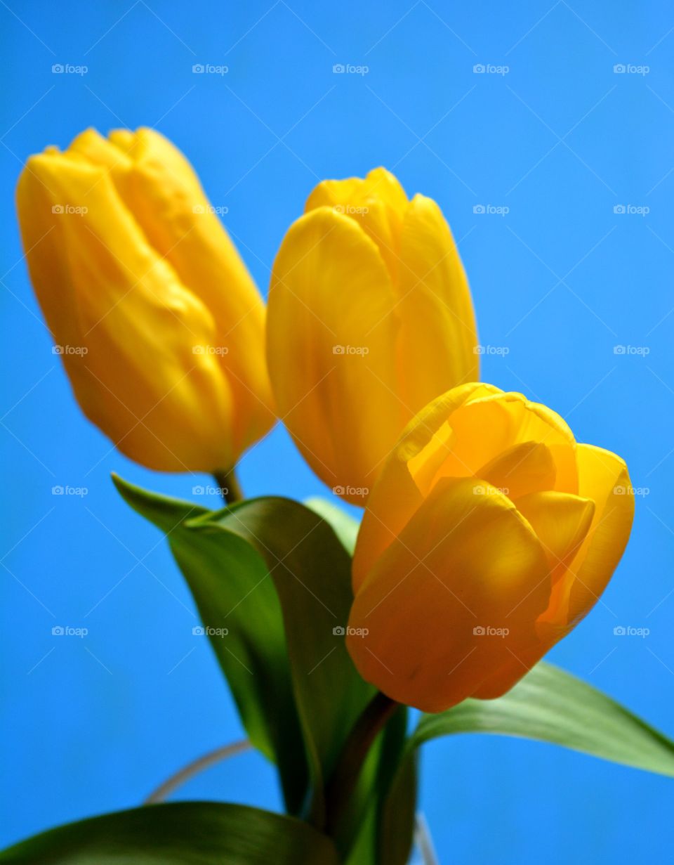 yellow tulips spring flowers blue background