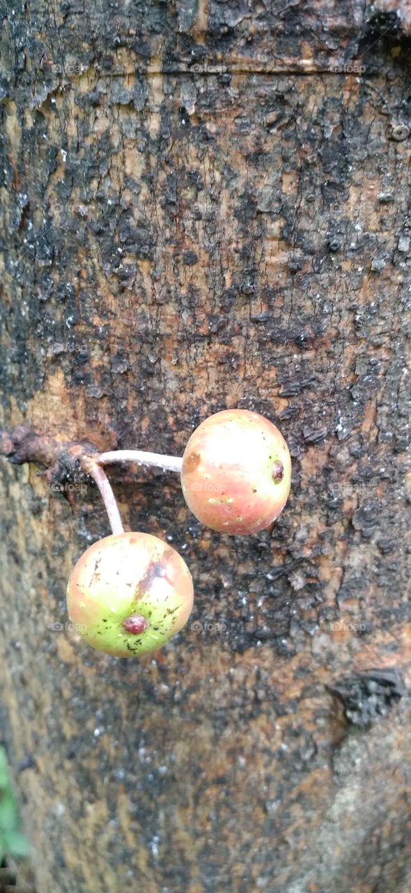 This tree bears fruit on the main tree in all parts of the tree body