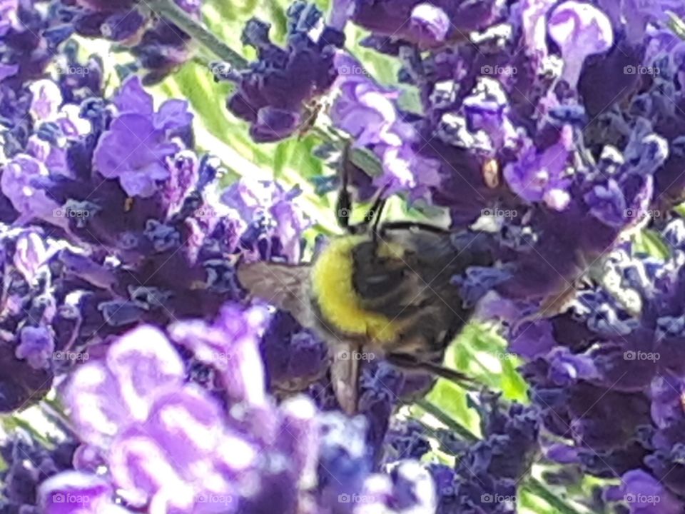Lavender Bee Plant that attracts bees. Beautiful. Pretty.