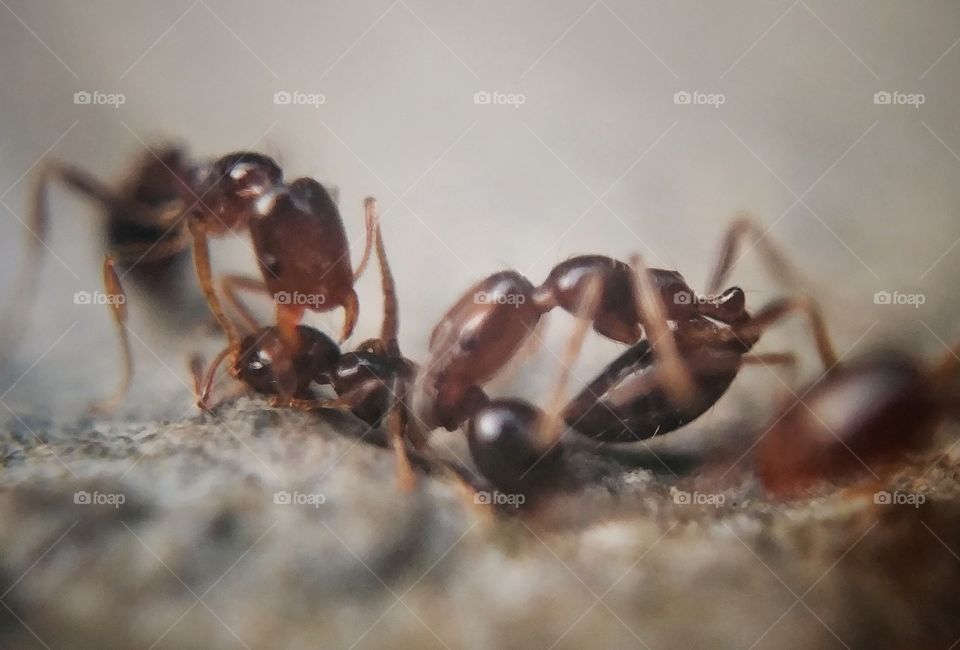 ant wildlife
