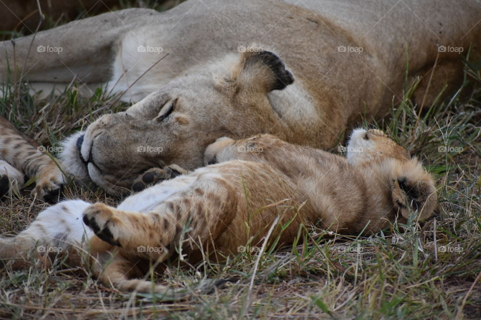 Lioness and cub sleeping 