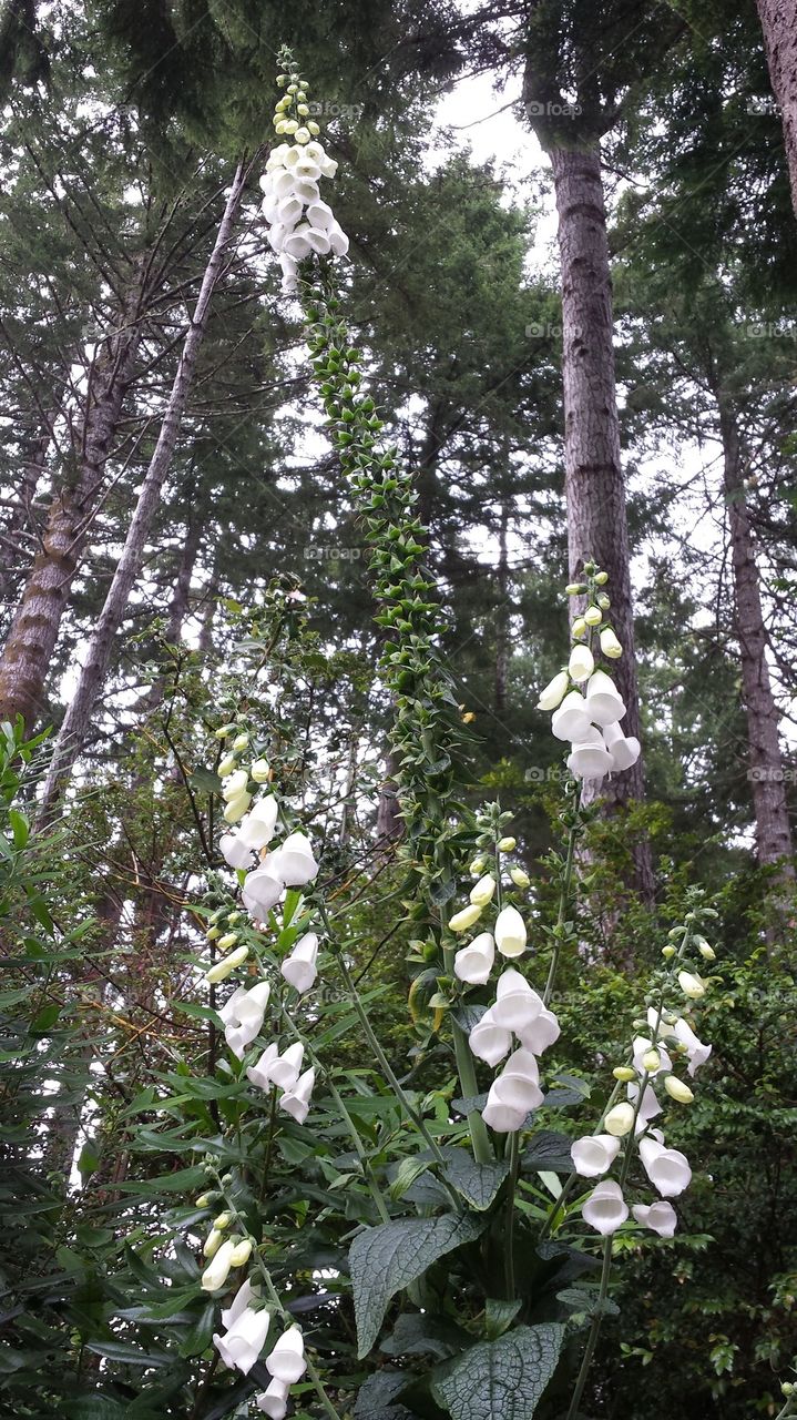 Crazy Forest Wildflower